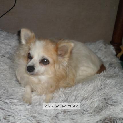 Foto de perro perdido en Valreas