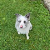 Foto de perro perdido en Lens