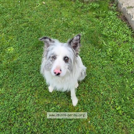 Foto de perro perdido en Lens
