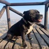 Foto de perro perdido en Litueche