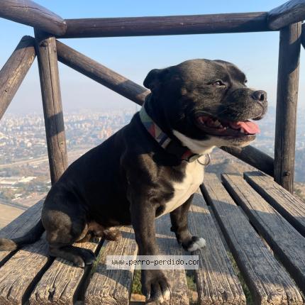 Foto 1/1 Basquiat Perro perdido en Litueche