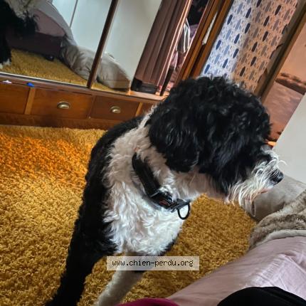 Foto 1/1 Duc Chien perdido en Noisy le grand