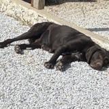 Foto de perro perdido en Castres