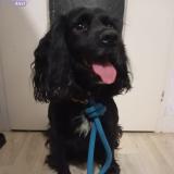 Foto de perro encontrado en Macon