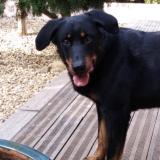 Foto de perro perdido en Teyran