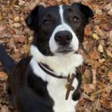 Foto de perro perdido en Lamorlaye