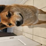 Foto de perro encontrado en New Port Richey