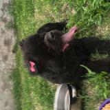 Foto de perro encontrado en Capital