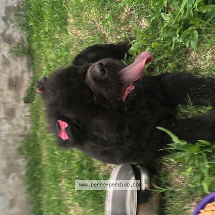 Foto 1/1 Perro encontrado Encontrado en Capital