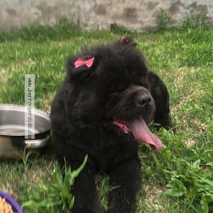 Foto 1/1 Perro encontrado Encontrado en Capital