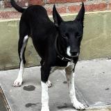 Foto de perro encontrado en Santa Fe