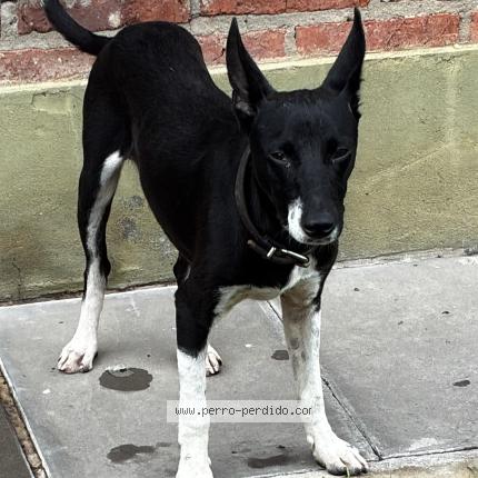 Foto 1/1 Perro encontrado Encontrado en Santa fe