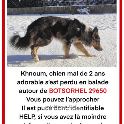 Foto 1/1 Khnoum Perro perdido en Botsorhel