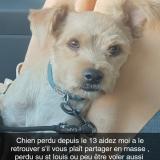 Foto de perro perdido en Saint Louis