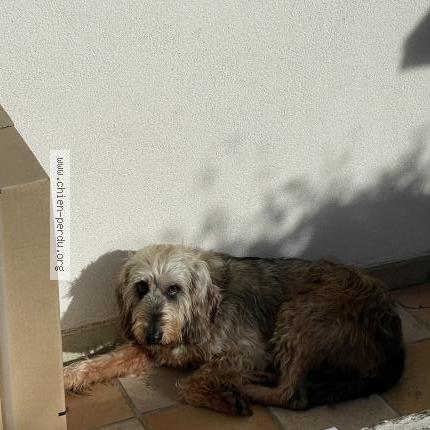 Foto 1/1 Arnold Chien perdido en Toulouse