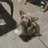 Foto de perro perdido en Houston