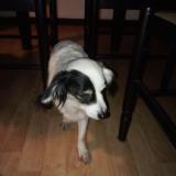 Foto de perro encontrado en Henin Beaumont 62110