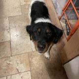 Foto de perro encontrado en Puyvert