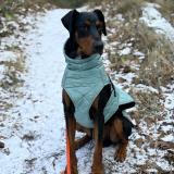 Foto de perro perdido en Cucq