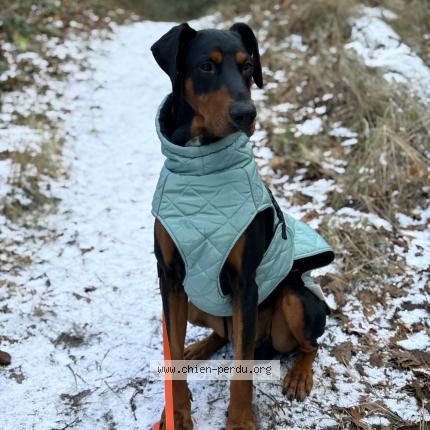 Foto 1/1 Ben Chien perdido en Cucq