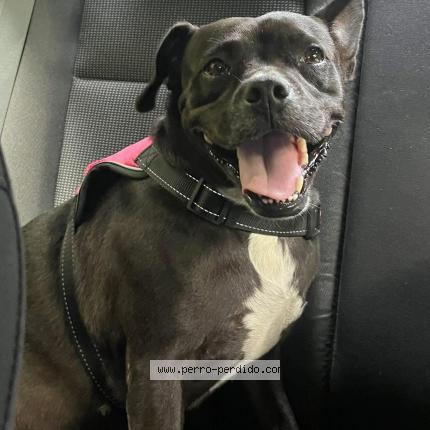 Foto 1/1 Kloe Perro perdido en Yabucoa