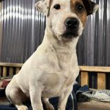 Foto de perro perdido en Les Sorinieres