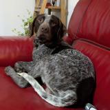 Foto de perro encontrado en Jasseron