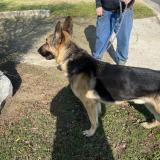 Foto de perro encontrado en Oildale