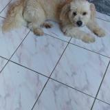 Foto de perro perdido en Gourbeyre