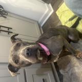 Foto de perro encontrado en Piedmont