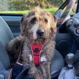 Foto de perro perdido en Noailles