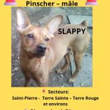 Foto de perro perdido en Saint Pierre