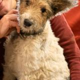 Foto de perro perdido en Serignac