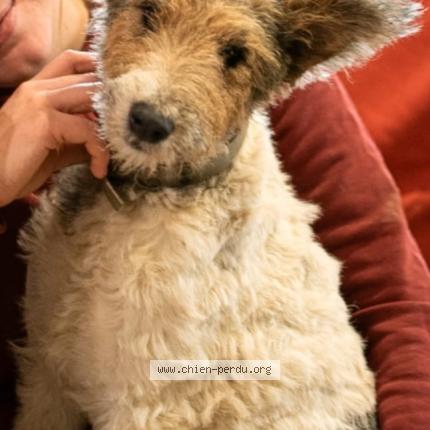 Foto 1/1 Roucky Chien perdido en Serignac