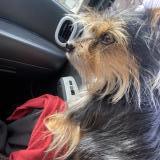 Foto de perro perdido en Gennes Val De Loire