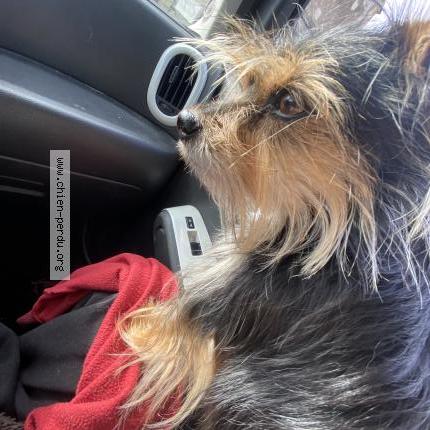 Foto 1/1 Naya Chien perdido en Gennes val de loire