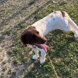 Foto de perro perdido en Vernon France