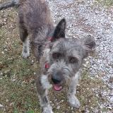 Foto de perro perdido en Clermont L Herault