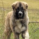 Foto de perro encontrado en Lafrancaise