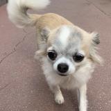 Foto de perro perdido en Paris