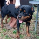 Foto de perro encontrado en Gonfaron