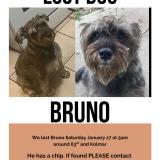 Foto de perro perdido en Chicago