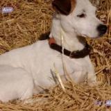 Foto de perro perdido en Pleurtuit