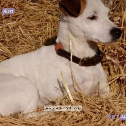 Foto 1/1 Jojo Chien perdido en Pleurtuit