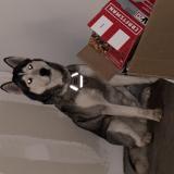 Foto de perro encontrado en Lancaster