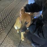 Foto de perro encontrado en Saint Etienne