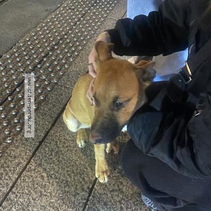 Foto de perro encontrado en Saint Etienne