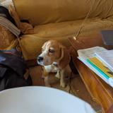 Foto de perro perdido en Draillant