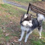 Foto de perro perdido en Union