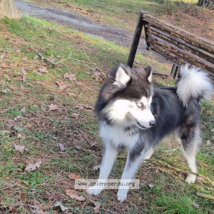 Foto 1/1 Liégeois Aylo Chien perdido en Union